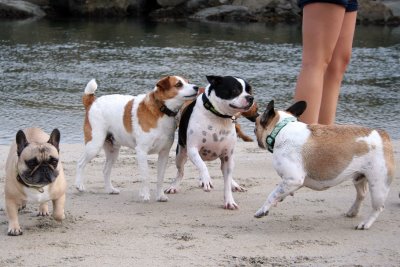 dogs on beach